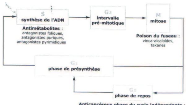 Figure 11 - Cycle cellulaire et anticancéreux, CNHIM 2004 