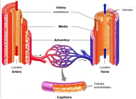 Figure 1-1 : La structure  des vaisseaux sanguins et localisation de l’endothélium 