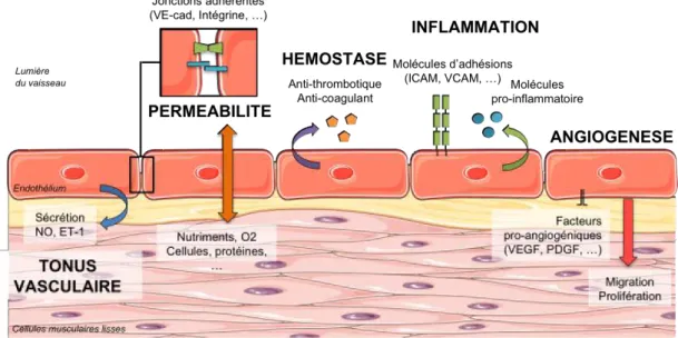 Figure 1-2 : Les principales fonctions physiologiques de l’endothélium 