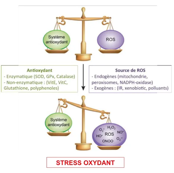 Figure 1-3 : Le stress oxydant induit par un déséquilibre   entre les systèmes pro-oxydants et antioxydants 