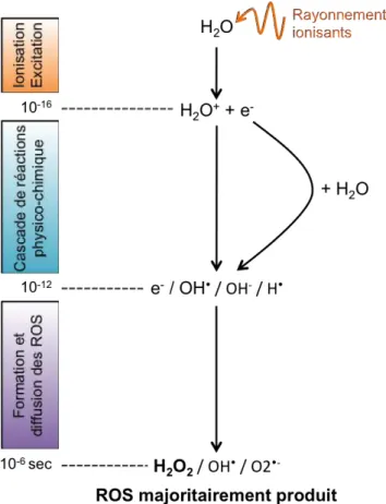 Figure 1-4 : La production exogène des ROS par radiolyse de l’eau 