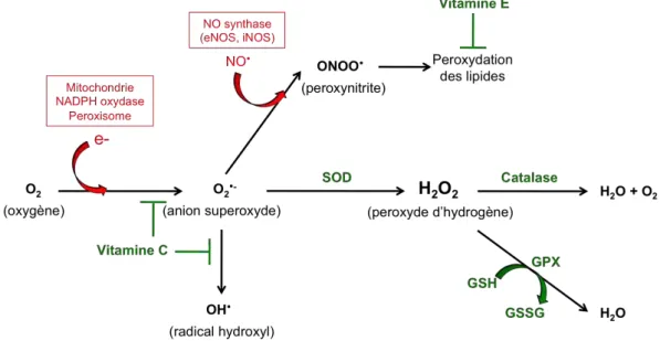 Figure 1-5 : Les principaux mécanismes de régulation du stress oxydant  caroténoïdes et les polyphénols (les flavonoïdes, l’épigallocatéchine gallate (EGCG) et le resvératrol) (Valko et al., 2006) (Figure 1-5)