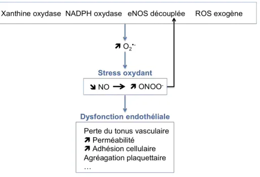 Figure 1-12 : Les sources endothéliales de ROS participant à l’état   de stress oxydant et à la dysfonction endothéliale (Cai and Harrison, 2000) 