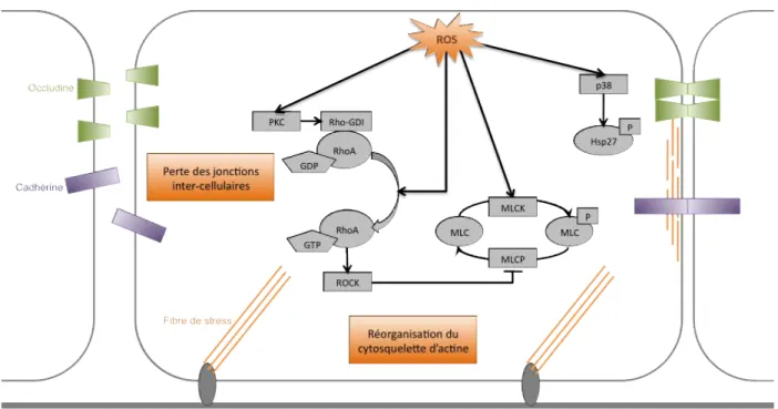 Figure 1-13 : Le mécanisme de dérégulation de la perméabilité endothéliale  en réponse au stress oxydant 