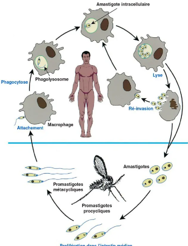 Figure 7 : Schéma du cycle de vie de Leishmania tiré de Handman E. Leishmaniasis: current status of vaccine development