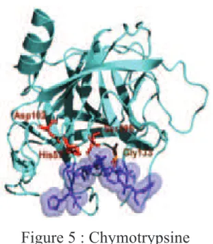 Figure 5 : Chymotrypsine  Schéma d’après en.wikipedia.org  