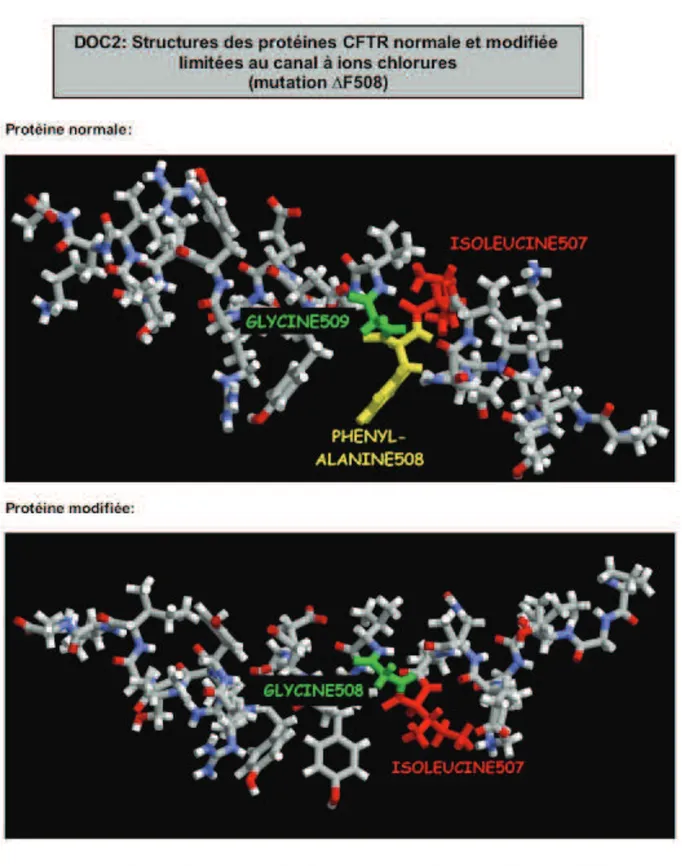 Figure 8 : exemple de mutation des protéines CFTR  Schéma d’après www .svtmarcq.fr 