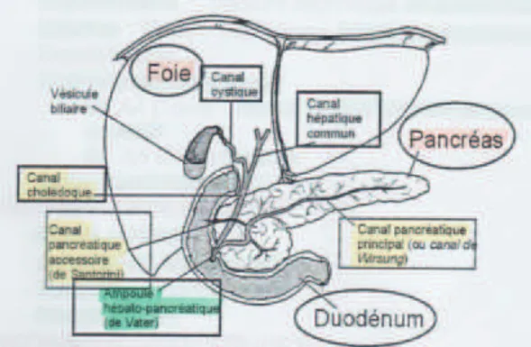 Figure 2 : Arrivée des sécrétions biliaire et pancréatique dans le  duodénum 