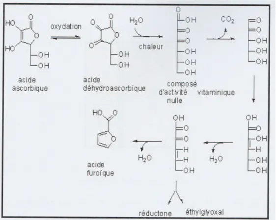 Figure 10: Cycle d’oxydoréduction de l’acide L-ascorbique 