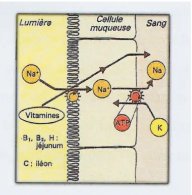 Figure 12: Mécanisme d’absorption des vitamines 
