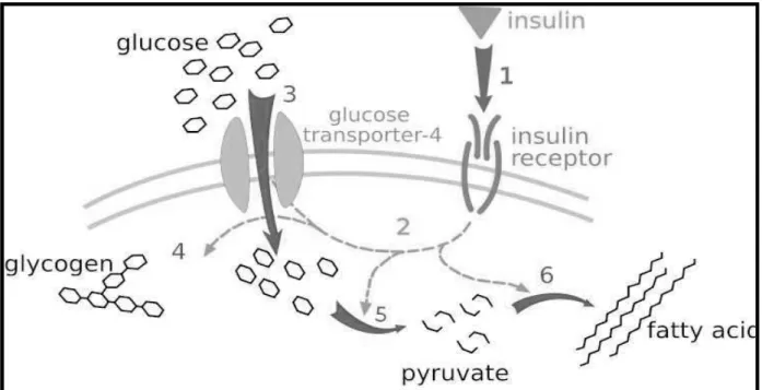 Figure 10 : Schéma simplifié de l'entrée du glucose dans les cellules. 