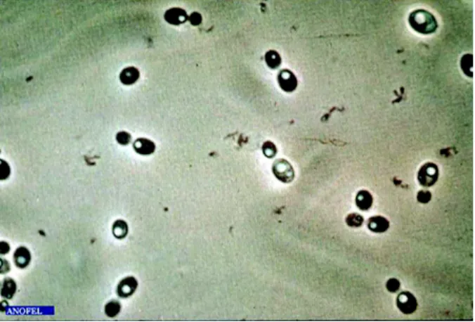 Figure 1.3 – Levures ou blastospores d’après Parasitoses et mycoses des régions tempé- tempé-rées et tropicales 