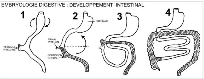 Figure 1 : Le développement intestinal (Balas, 2010) 