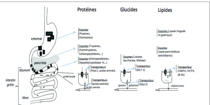 Figure 2 : Résumé schématique de la digestion des différents nutriments (Balas, 2010) 