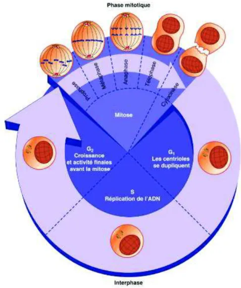 Figure 5 : Cycle cellulaire (Ganong et al., 2012) 