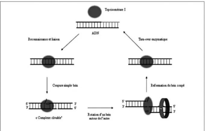 Figure 6 : Mécanisme d'action des inhibiteurs de topoisoméase I (Morère et al., 2011) 