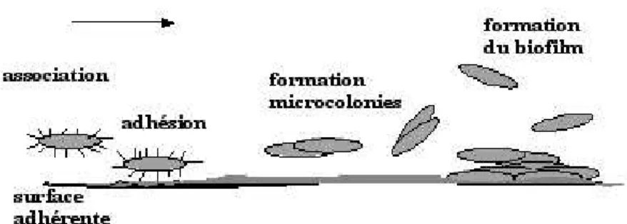 Figure 7 : Schéma descriptif du mode d'action du biofilm.
