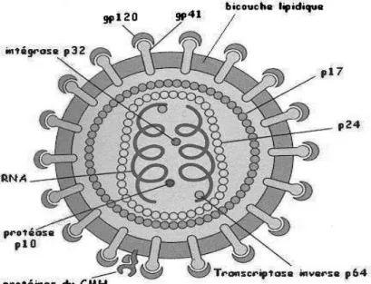 Figure 1 : Représentation schématique du virus du VIH d’après l’Institut Français de l’Education [6] 