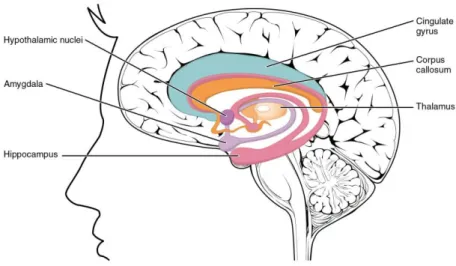 Figure 1. Illustration de l’hypothalamus. (https://twitter.com/museedelanature) 