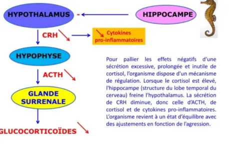 Figure 4. Dr. THOREZ Patrice Aspects physiologiques du stress - AISMT Cambrai / https://www.aismt- https://www.aismt-cai.com