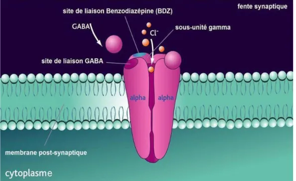 Figure 5.  Les récépteurs GABA  https://pharmacomedicale.org/medica- https://pharmacomedicale.org/medica-ments/parspecialites/item/benzodiazepines 