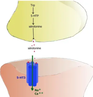 Figure 7. Une synapse 
