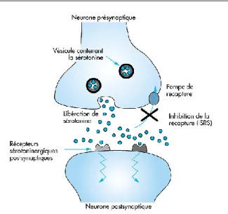 Figure 8. Les récepteurs sérotoninergiques (technoplus.org)