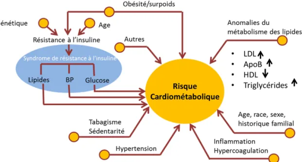 Figure 4. Représentation schématique de l’ensemble des facteurs regroupés sous le terme  risque cardiométabolique