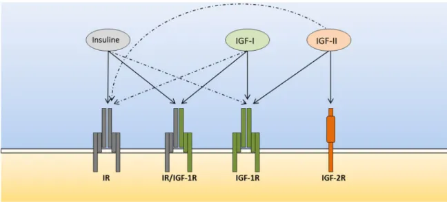 Figure 6. Représentation schématique des récepteurs d’IGF-I et IGF-II. 