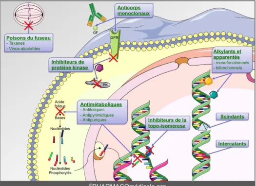 Figure 8. Différentes cibles d’action des molécules anticancéreuses (15) 
