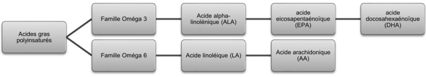 Figure 7 : Métabolisme des acides gras essentiels 