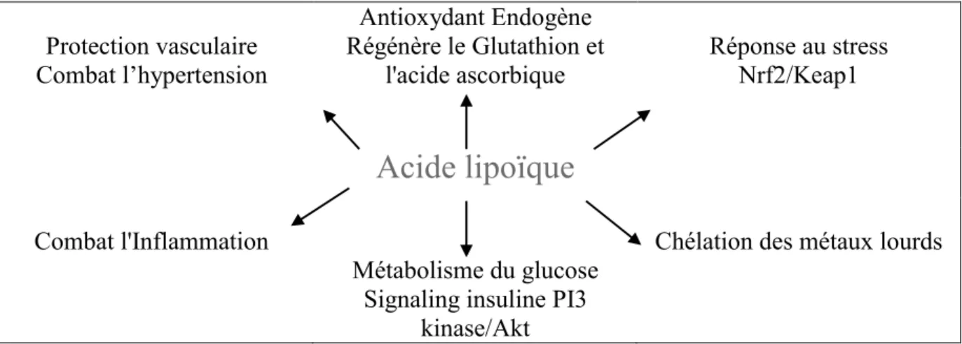 Figure 8 : Principales fonctions biologiques de l’acide lipoïque (D’après Shay et al., 2009) 