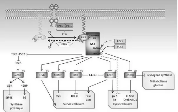 Figure 7 – Représentation schématique de la voie de signalisation PI3K/PKB  21 .