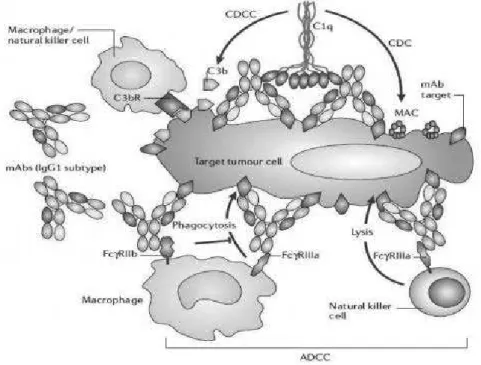 Figure 12 – Recrutement et stimulation du système immunitaire par le cetuximab (mAb)  48 .