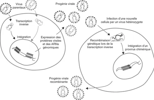 Figure 8 : Processus de recombinaison chez les rétrovirus d’après Simon-Lorière et al