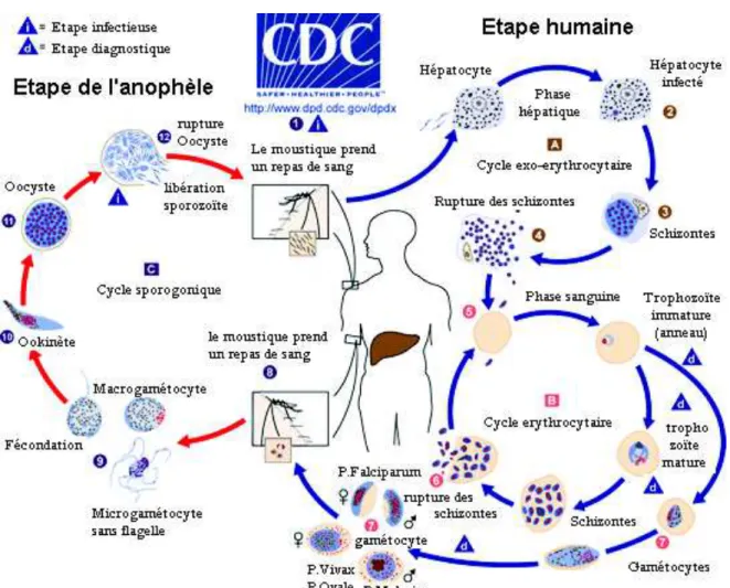 Figure n°9: Cycle du paludisme 