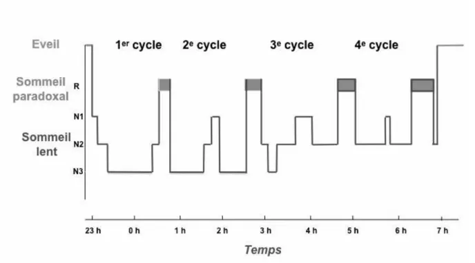 Figure 2 : Hypnogramme montrant l’organisation des cycles du sommeil au cours de  la nuit