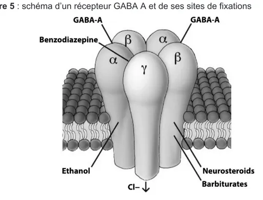 Figure 5 : schéma d’un récepteur GABA A et de ses sites de fixations  