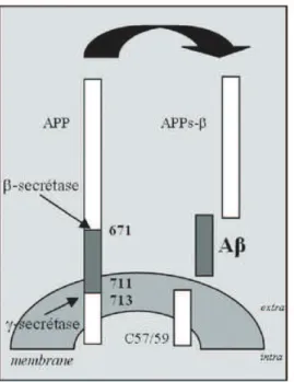 Figure 2 : les 2 voies de clivage de l'APP (Govaerts  et al ., 2007) 