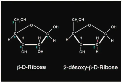 Figure 2 : Structure cyclique du ribose et du désoxy-ribose (réf.13.b) 
