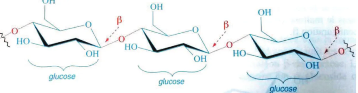 Figure 9 : Structure moléculaire de la cellulose (ARNAUD P. et al., 2006) 