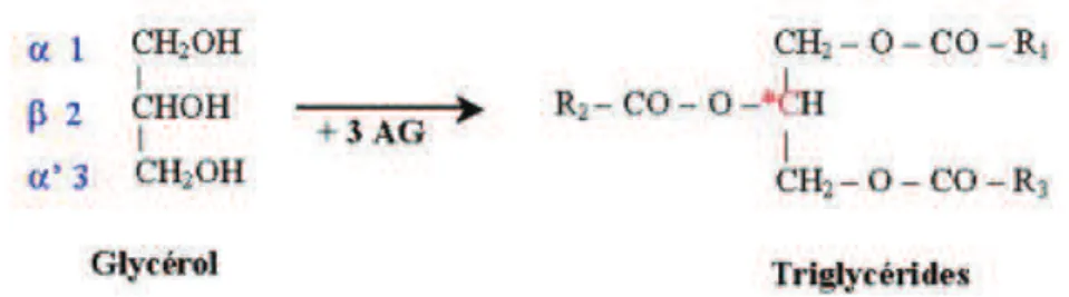 Figure 11 : Les triglycérides sont formés de trois acides gras liés par leur groupe carboxyle   ʹ COOH  aux groupes hydroxyles  ʹK,Ě͛ƵŶĞŵŽůĠĐƵůĞ  de glycérol (réf.13.a) 