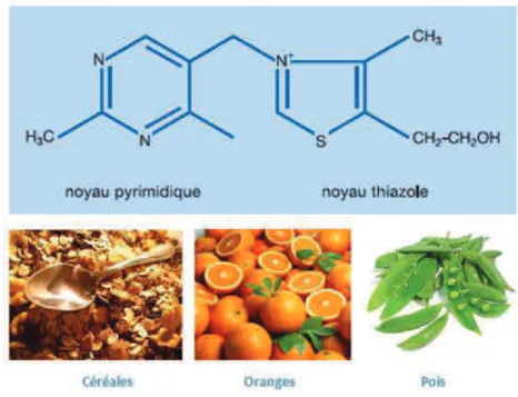 Figure  21 :  Structure  moléculaire  de  la  thiamine  et  ses  principales  sources  alimentaires  (DAUVERGNE A