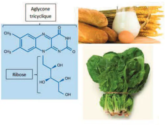 Figure 22 :  Structure moléculaire de la riboflavine et ses principales sources alimentaires  (BONNEFONT-ROUSSELOT D