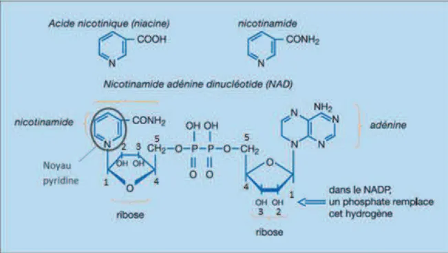 Figure 24 : Principales sources alimentaires de vitamine BЈ (réf.38) 