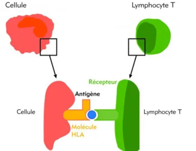 Figure 2 - La reconnaissance antigène - lymphocyte T   Le typage HLA 