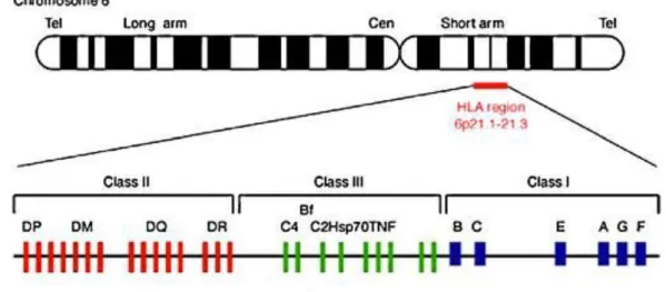 Figure 3 - Cartographie des gènes HLA sur le chromosome 6 humain  (http://journals.cambridge.org, sept 2015) 