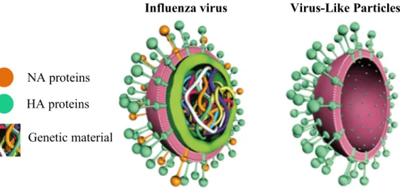 Figure  1.2.  External and internal distinctions between the  real  influenza virus  (left)  and  Virus-Like Particles (right) (adapted from Medicago, 2014)