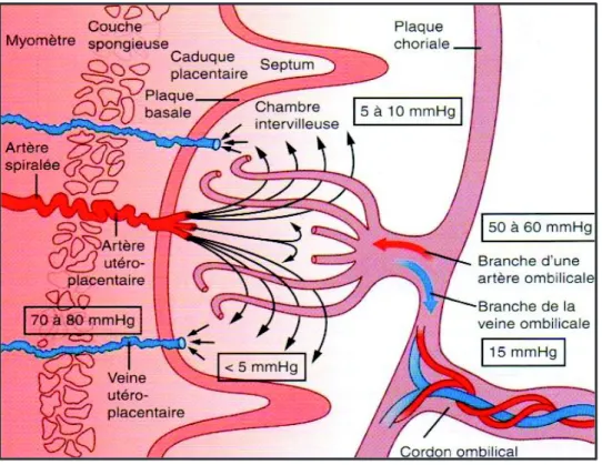 Figure 2 : la circulation placentaire, d’après les données de Wilkin et al.   