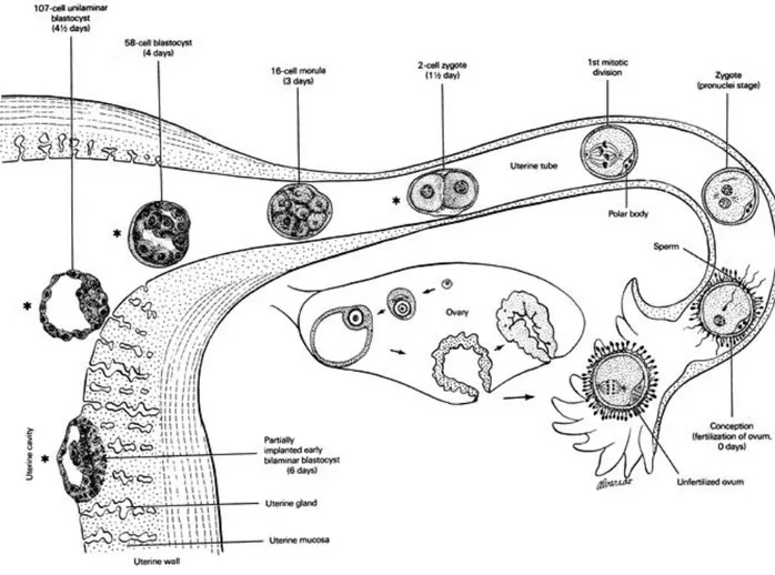 Figure 10 : les différentes phases de développement du zygote, de la fécondation à l'implantation,  d'après Gasser RF